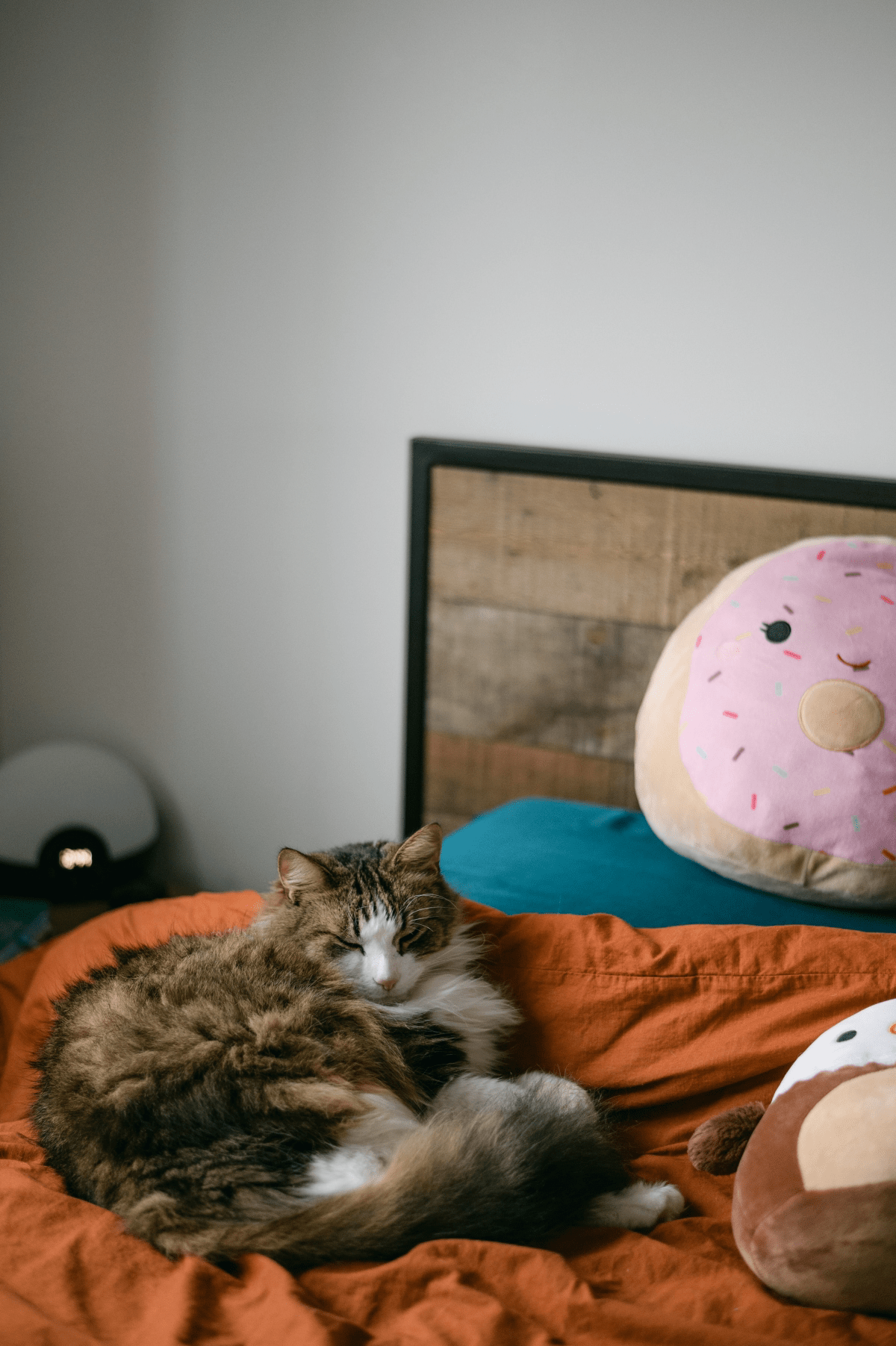 Cat Cuddles Unveiled Why Does My Cat Like to Sleep with Me?