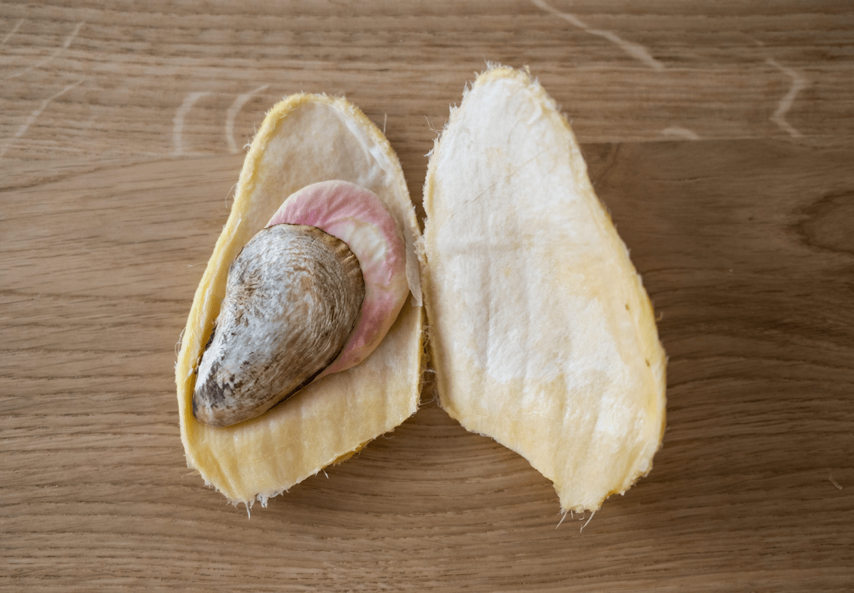 How To Grow A Mango Pit Into A Thriving Plant A Simple Guide