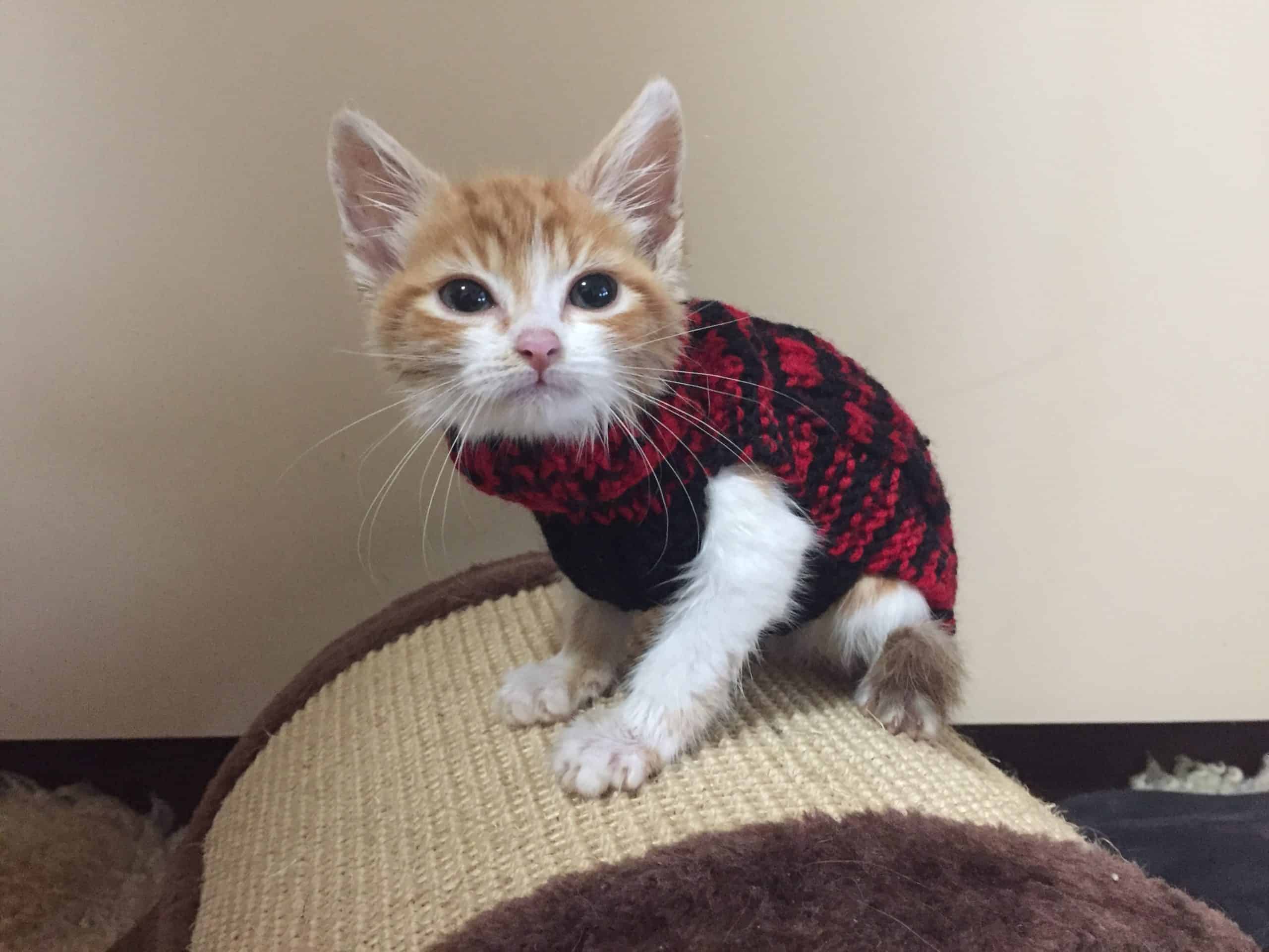 LapWarmers Cat Rescue ARC Animal Rescue Cooperative