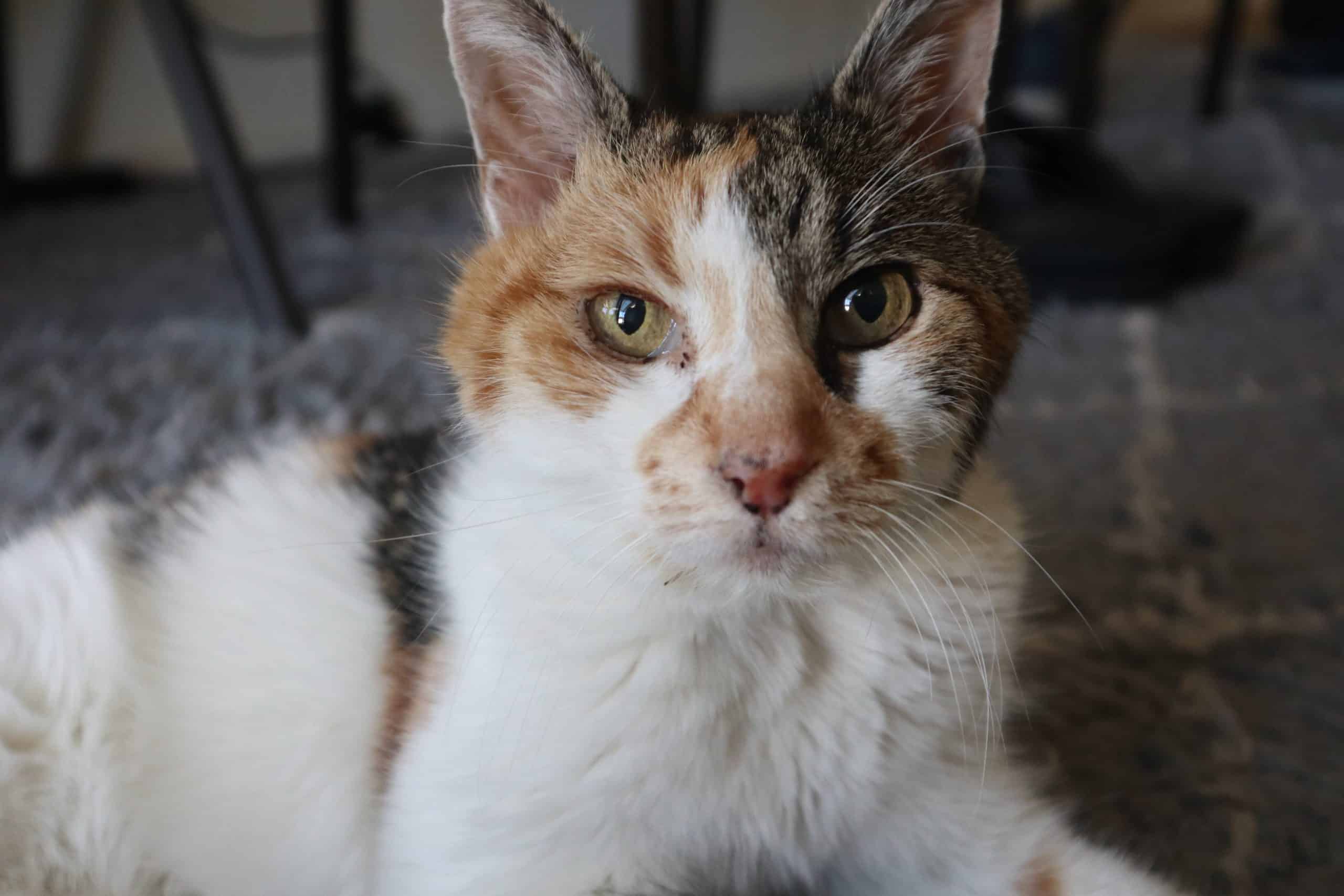 LapWarmers Cat Rescue ARC Animal Rescue Cooperative