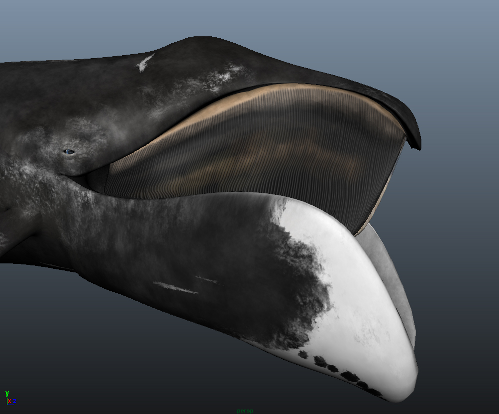 Bowhead Whale Baleen