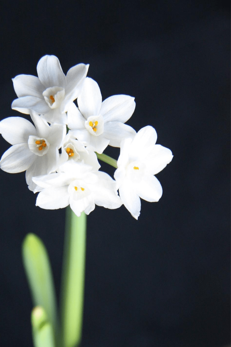 A bright idea for winter BULBS! ArcticDeco