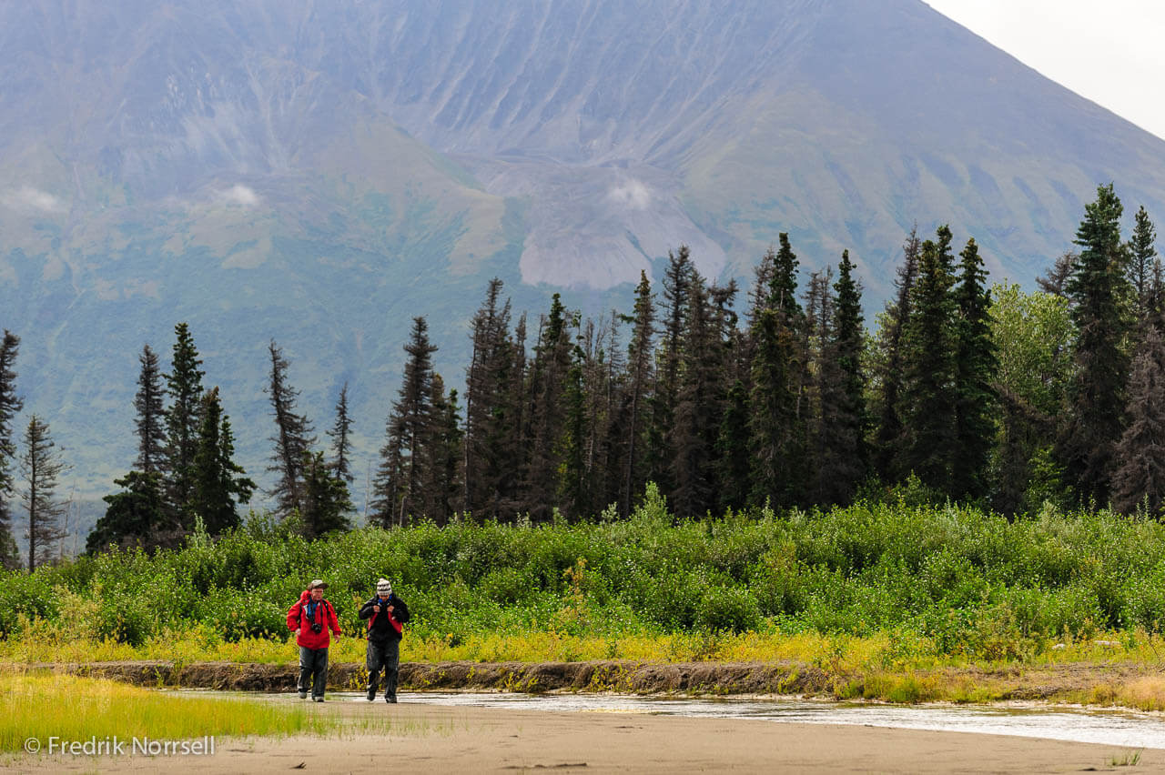 USA, Alaska, Katmai National Park. Arctic Wild