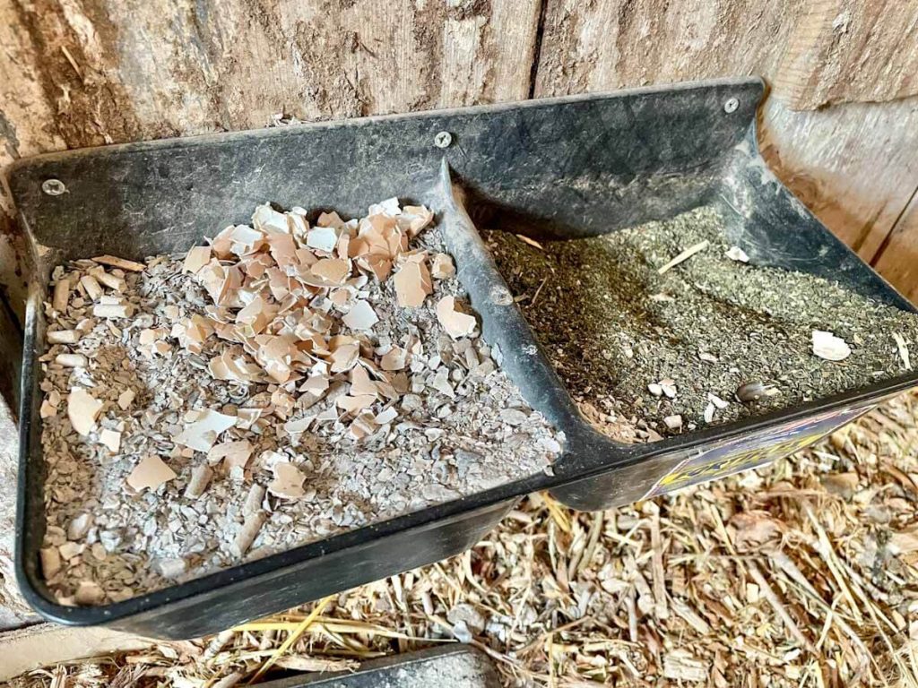 eggshells for hens why and how to free choice feed Arda Acres