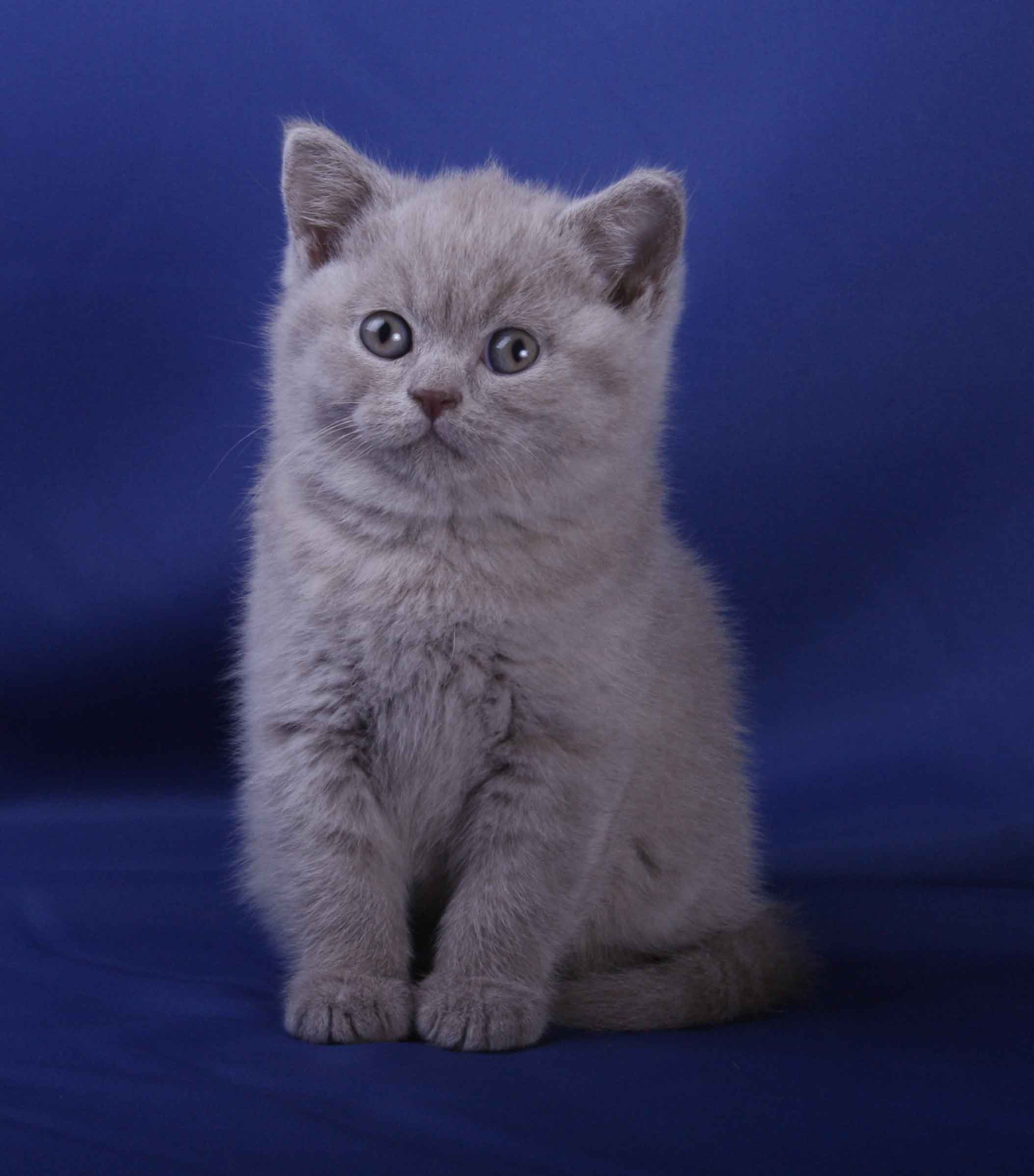 Ardeevan British Shorthair Cats