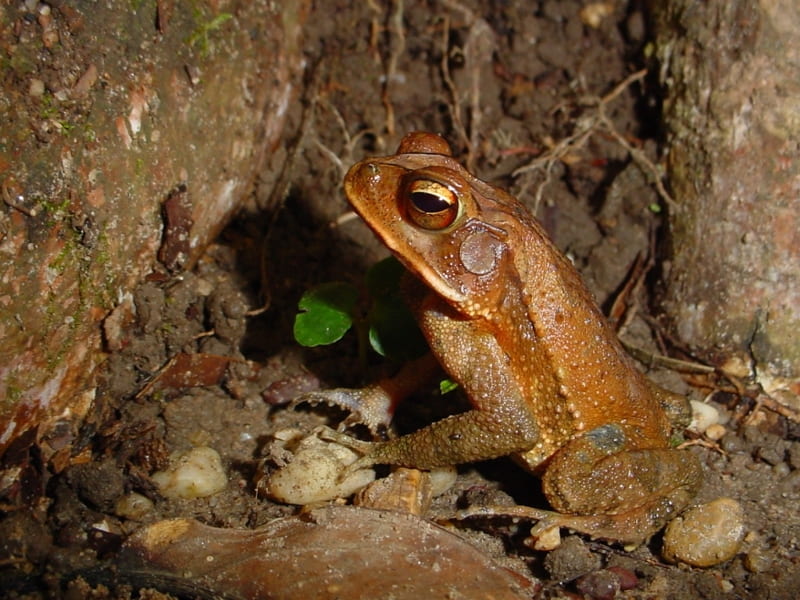 Field Expeditions ARDRC The University of Texas at Arlington