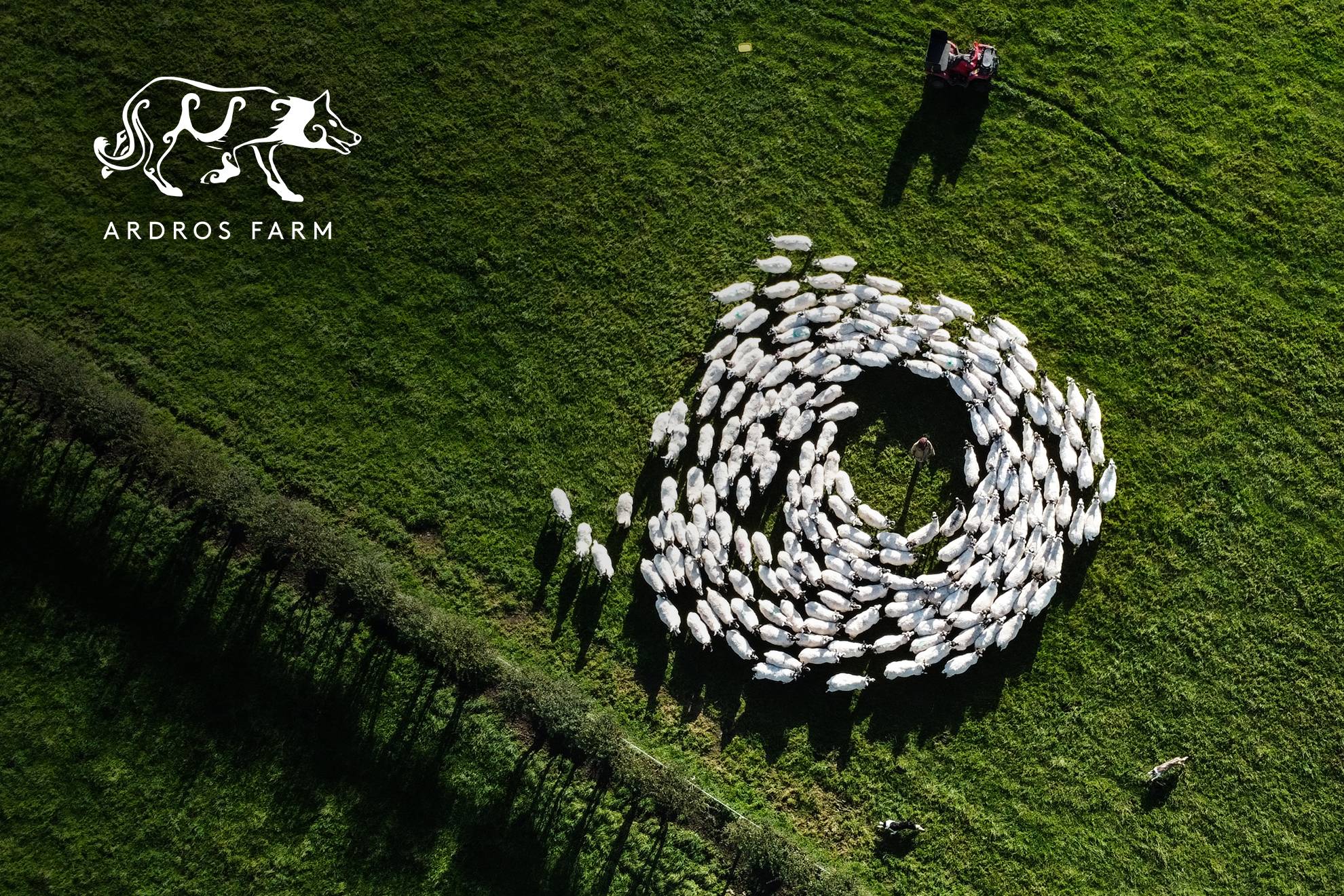 Farm Animals for sale in Argyll & Bute Ardros Farm