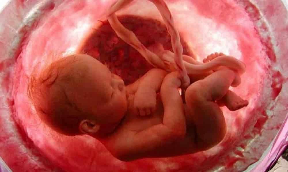 Qual é a verdadeira função da placenta na gravidez?