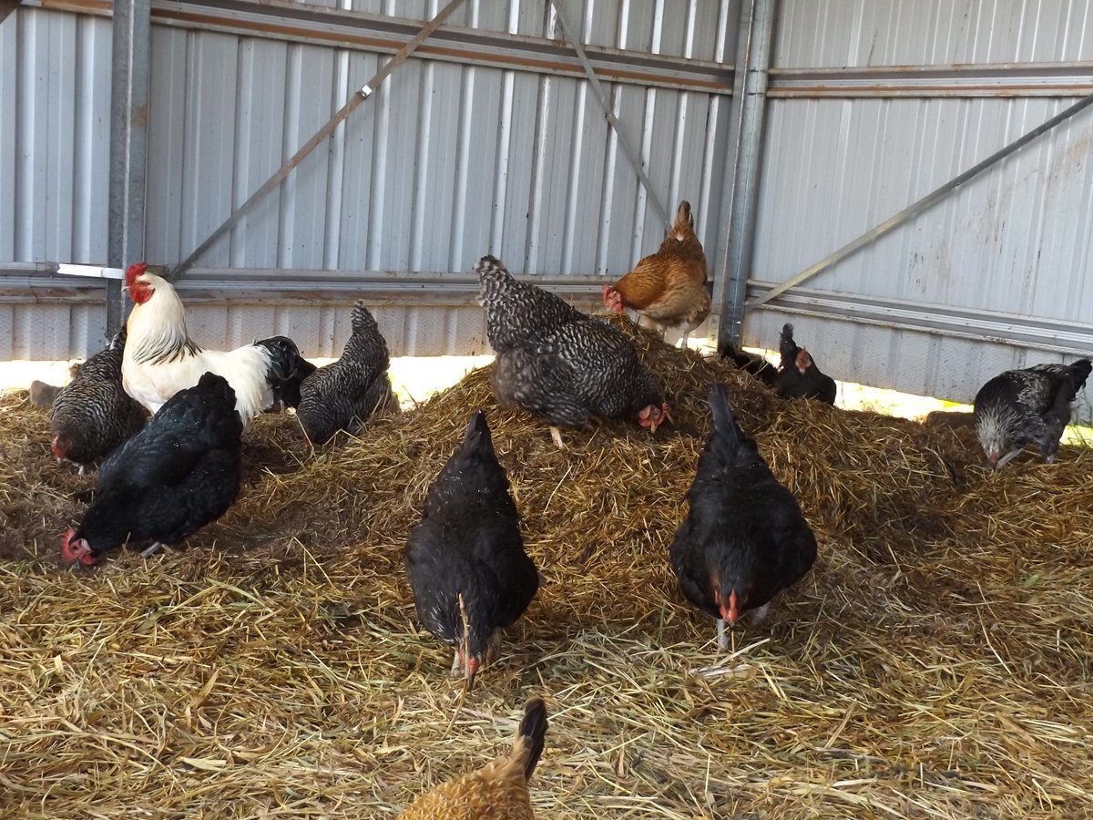 Deep Litter Composting With Chickens ARealGreenLife