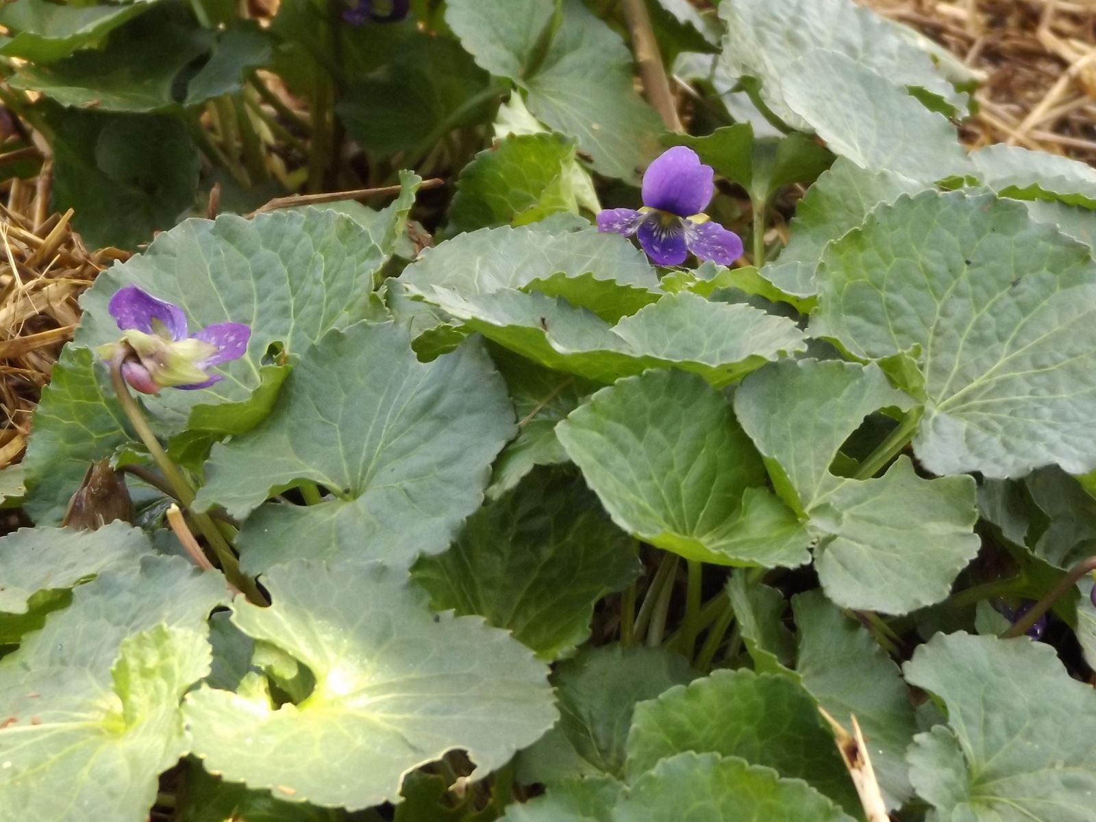 Sweet Violet Edible, Medicinal, Beautiful ARealGreenLife