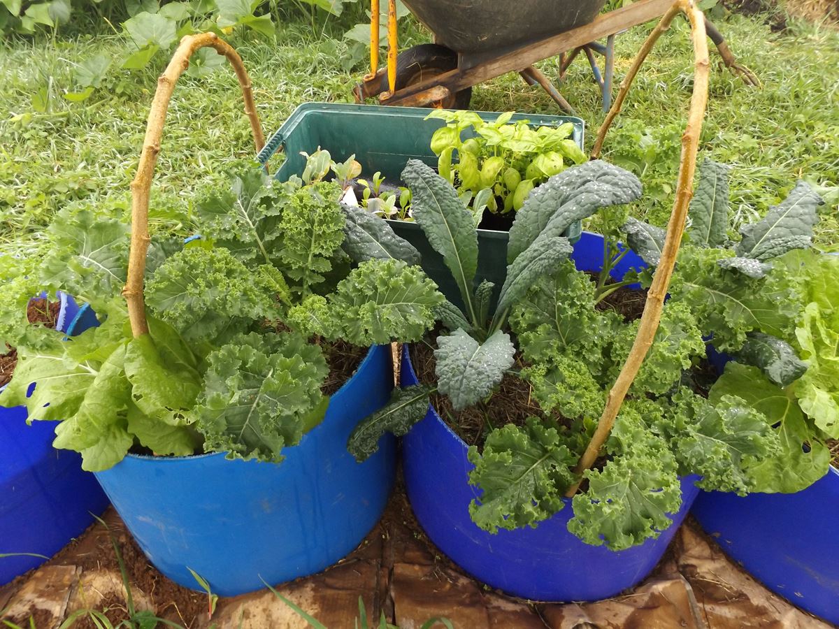 Modular Veggie Growing with Cut Off Barrels ARealGreenLife