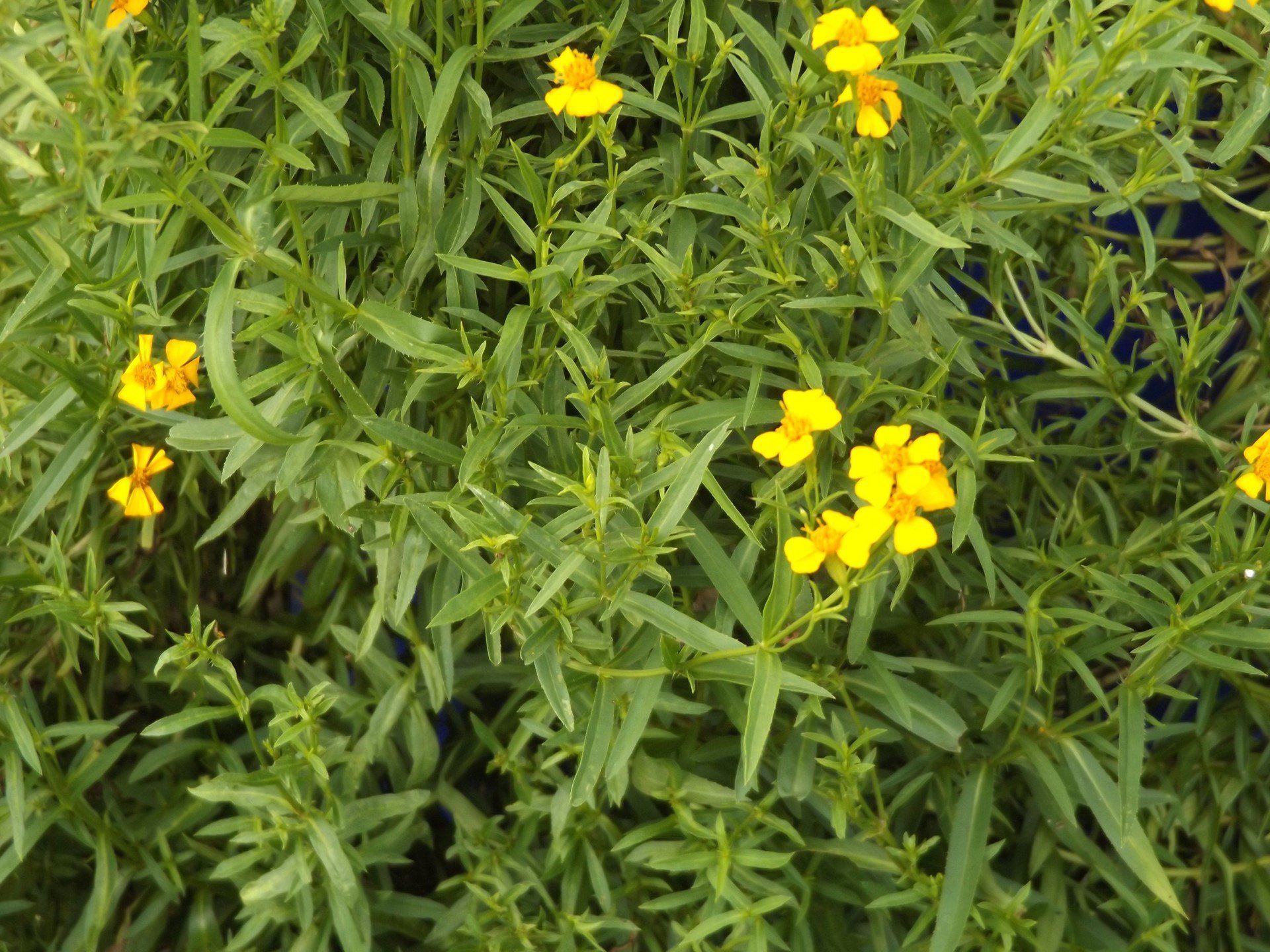 Mexican Tarragon ARealGreenLife