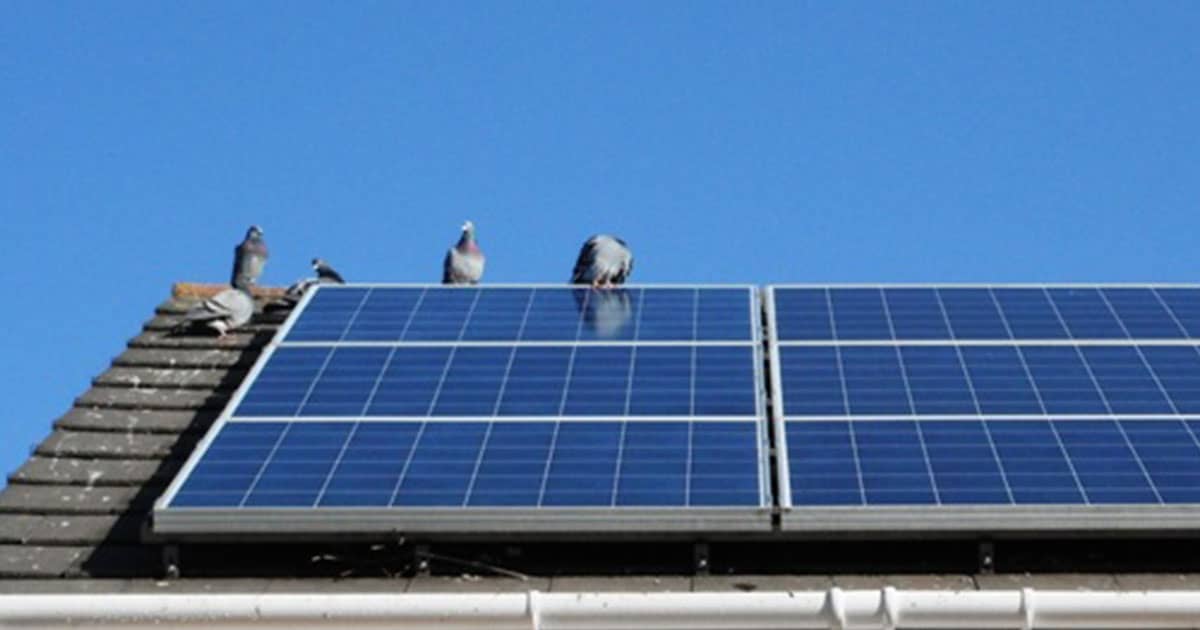Stop Pigeons Nesting Under Solar Panels Area Pest Control Services UK