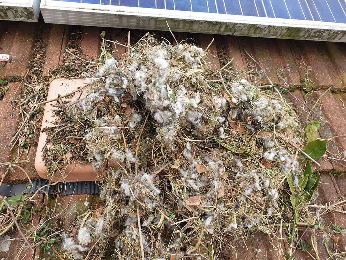Stop Squirrels Nesting Under Solar Panels Area Pest Control Services UK