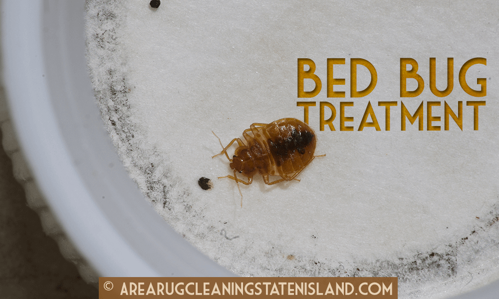 Area Rug Cleaning Staten Island 20 OFF All Cleaning Services