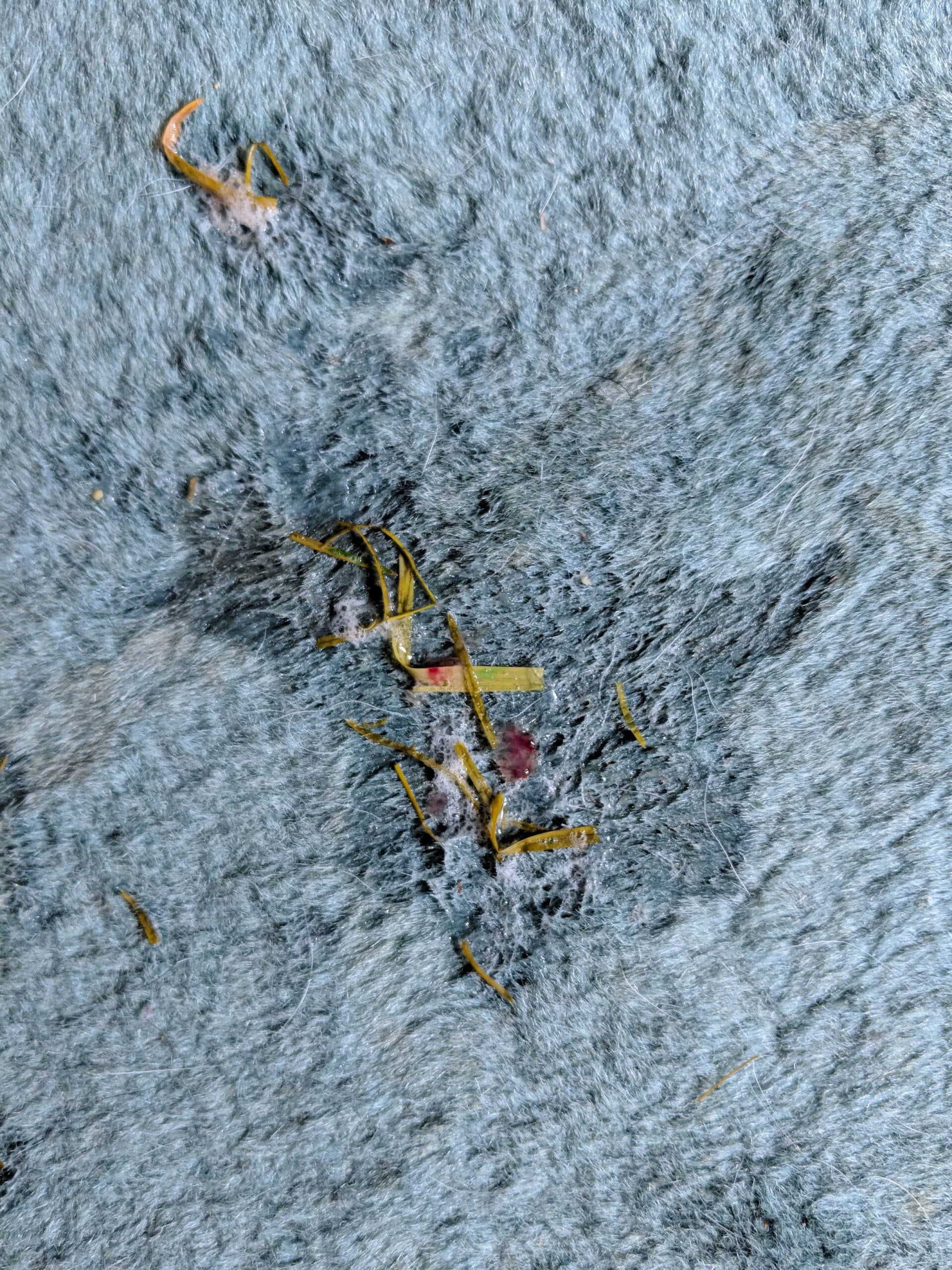 How to Remove Dog Vomit from Wool Carpets Detailed Guide