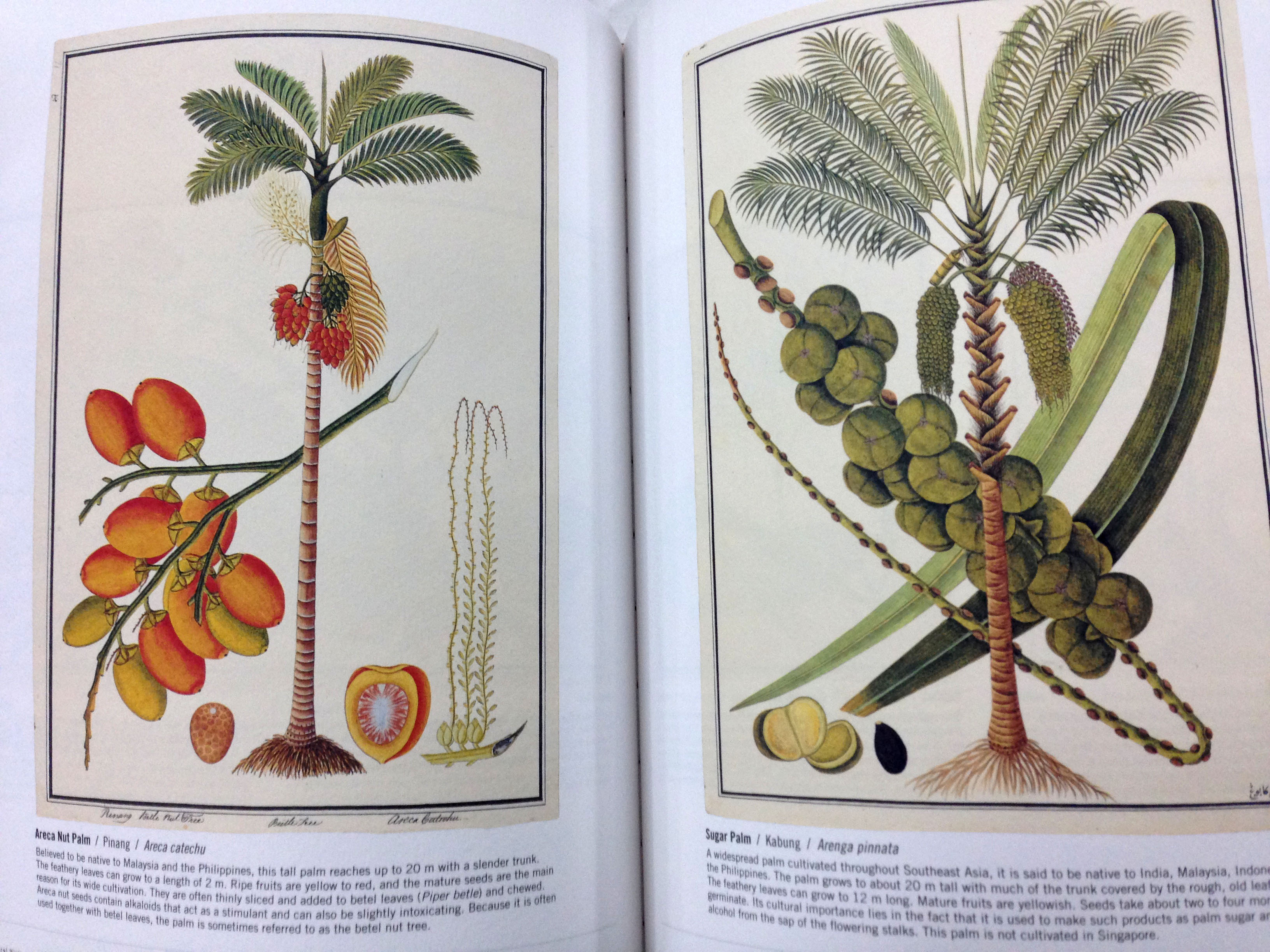 Natural History Drawings The Complete William Farquhar Collection, Malay Peninsula 18031818