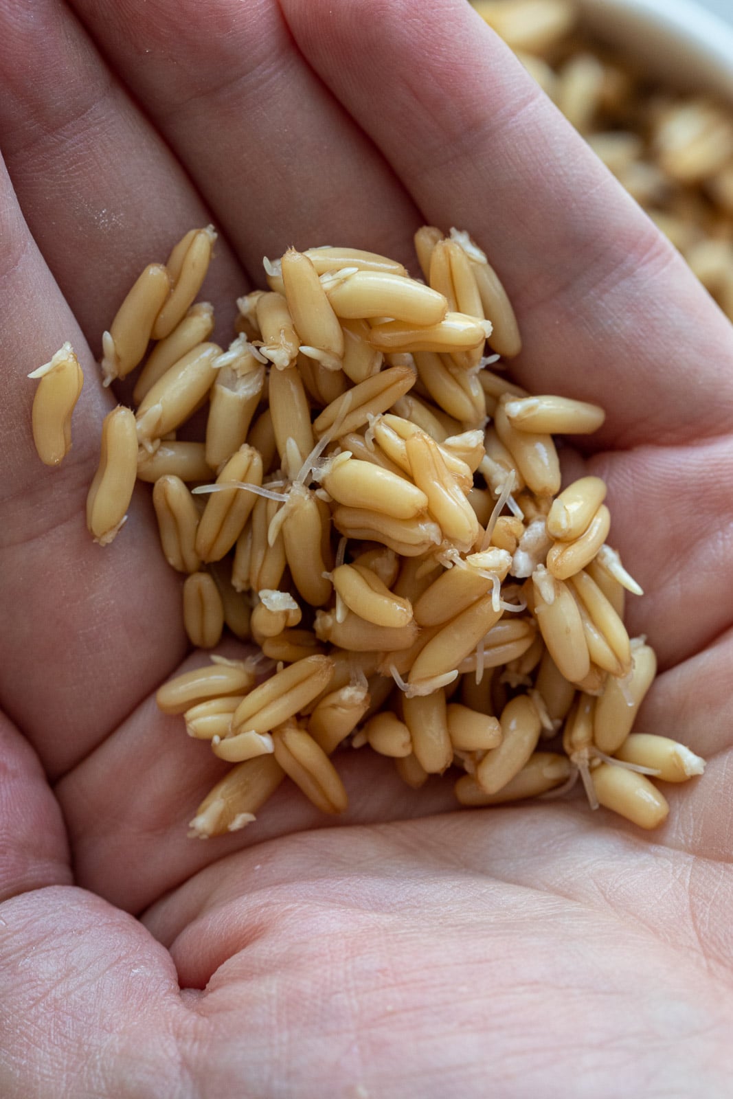 Sprouting Kamut {HowTo Guide} A Red Spatula