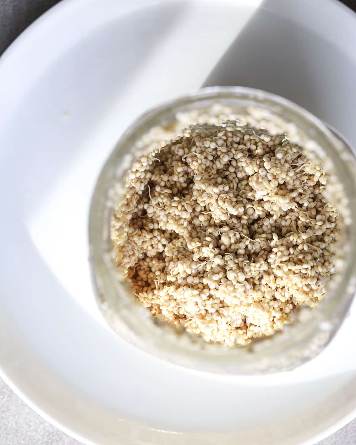 How To Sprout Quinoa A Red Spatula