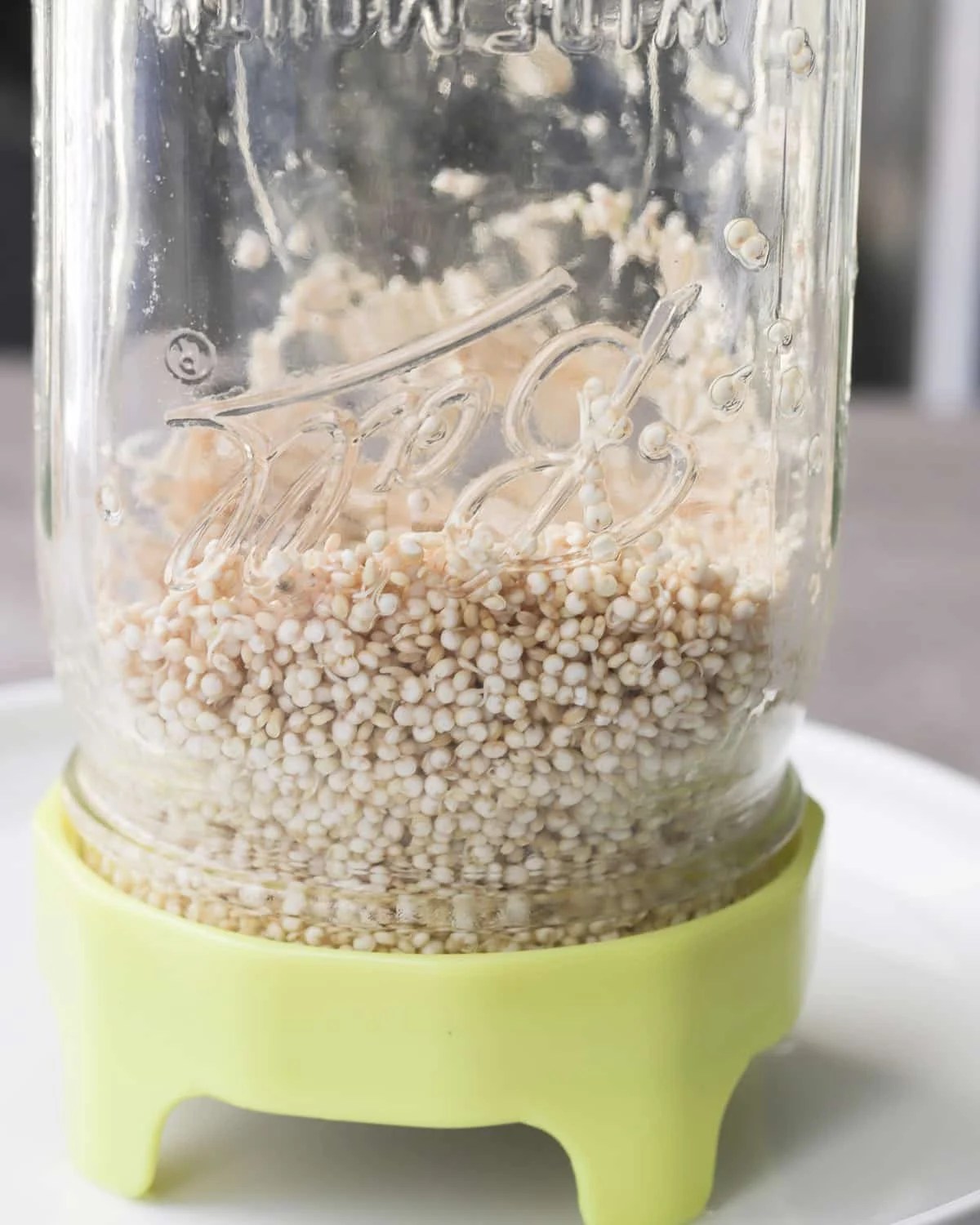 How To Sprout Quinoa A Red Spatula