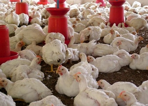 13 Cara Sukses Ternak Ayam Broiler