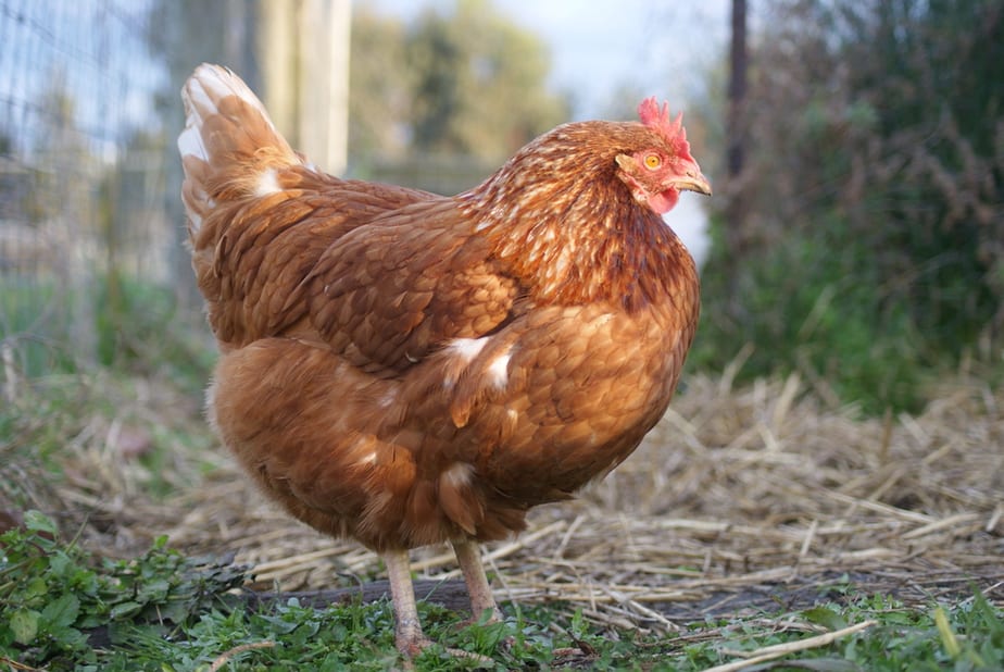 8 Bahaya Kutu Pada Ayam dan Cara Mencegahnya