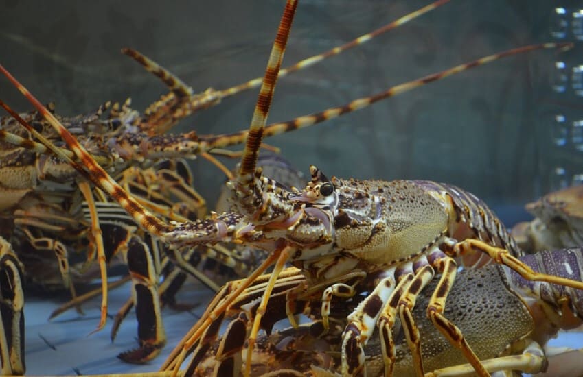 8 Cara Mengawinkan Lobster Air Tawar