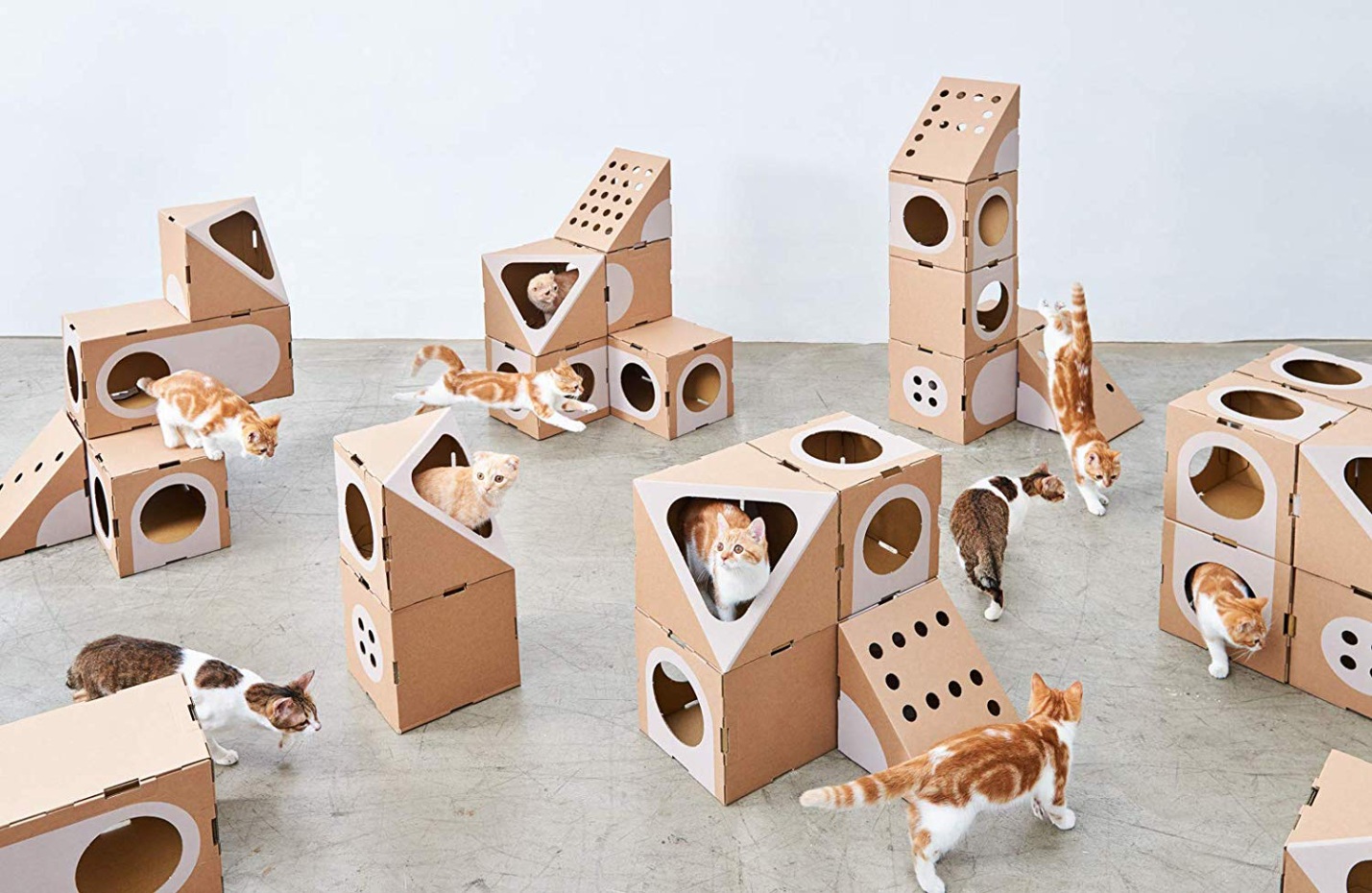Here's Why Your Cat Loves Cardboard Boxes More Than You! Arenteiro