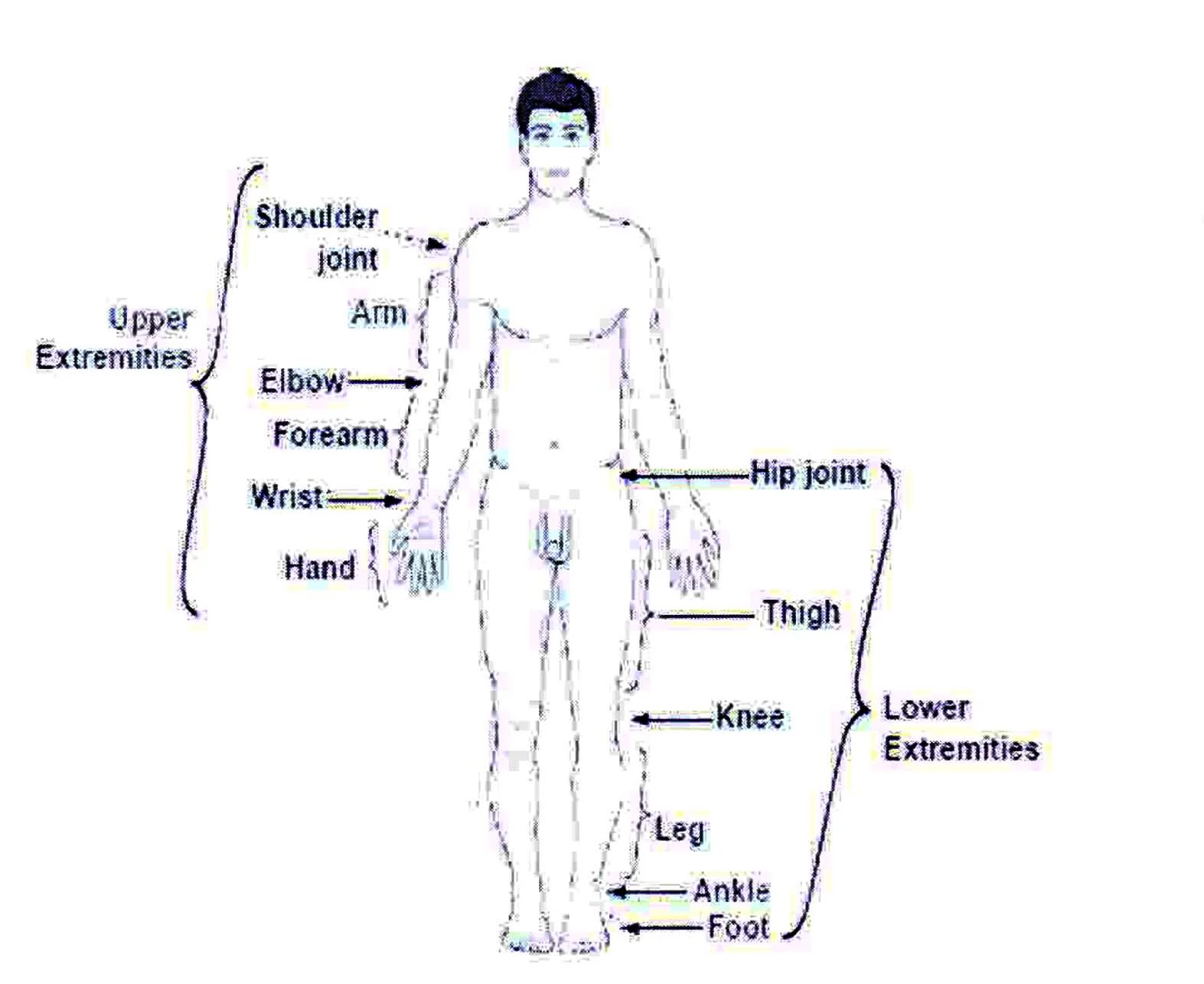 Anatomical References Human body Systems Organs A Rescuer