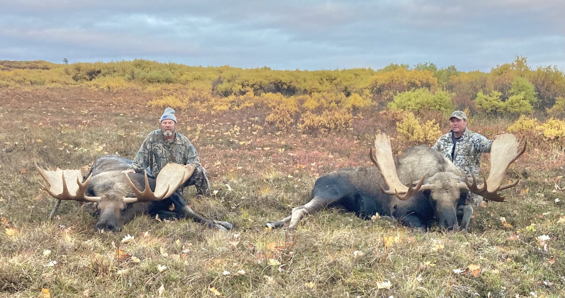 Alaska Moose Hunt Season 2022 Are You Ready Adventures