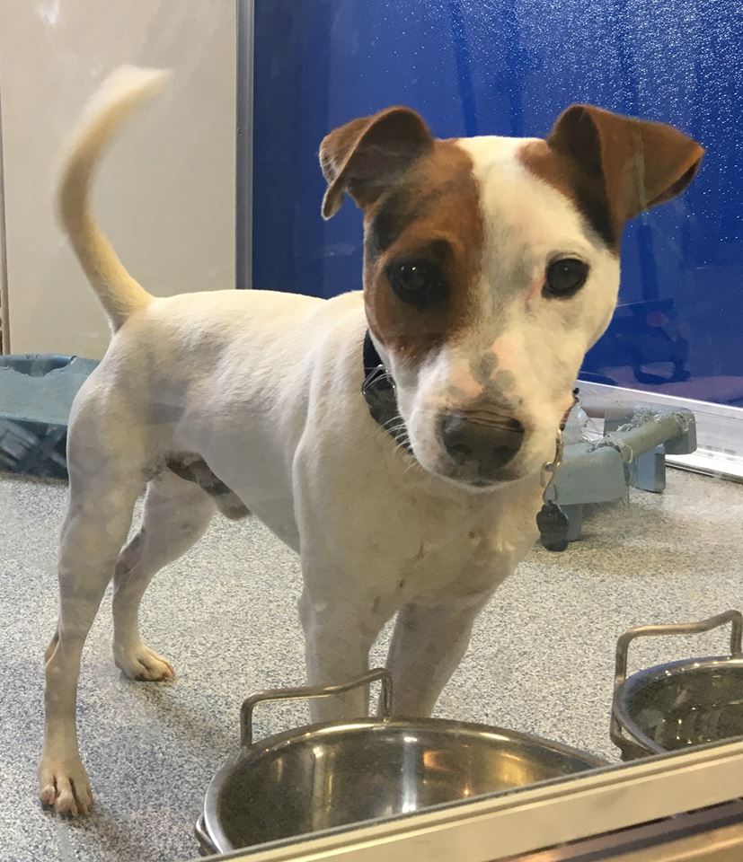 Animal Rescue Foundation of Bartlesville ARF Dogs