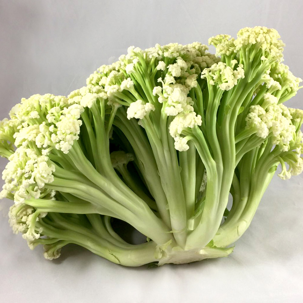 Argenta Seeds BV Focused on greenhouse products