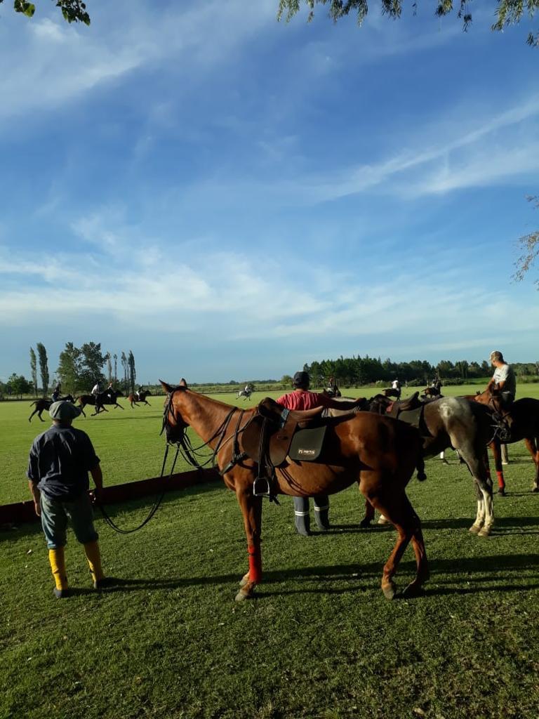 How many horses does it take to play polo? Argentina Polo day