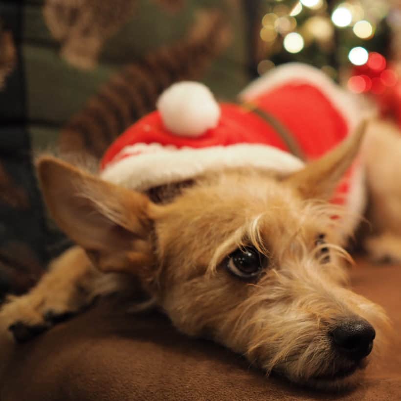 Fergus Argos, A Shelter Dog Rescue