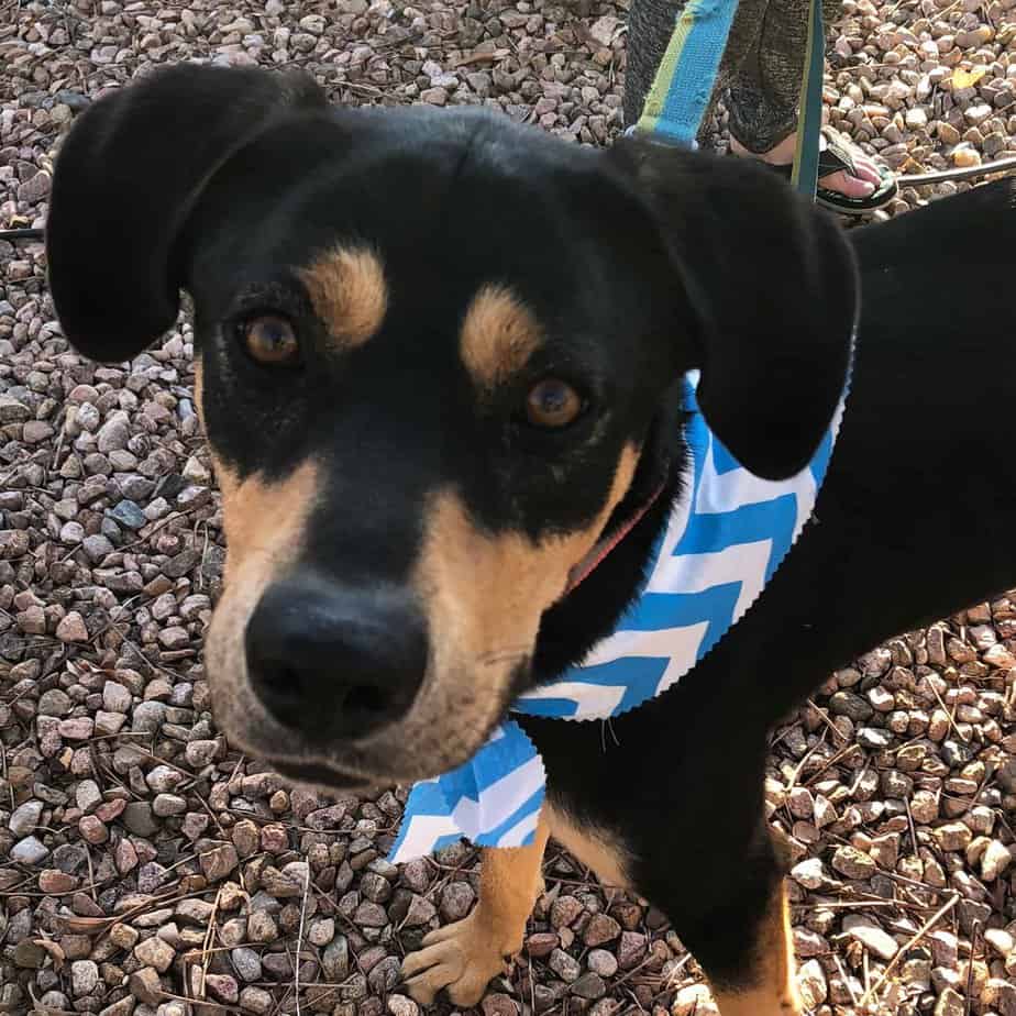 Cheeto Argos, A Shelter Dog Rescue