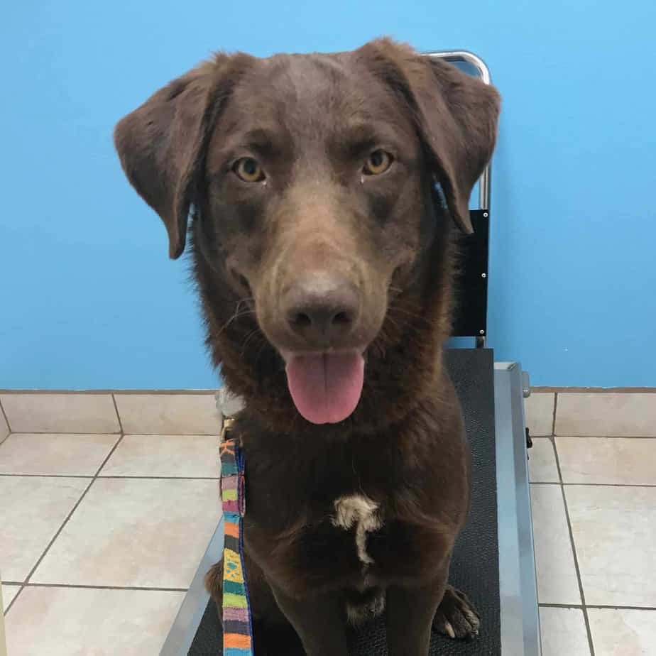 Jake Argos, A Shelter Dog Rescue