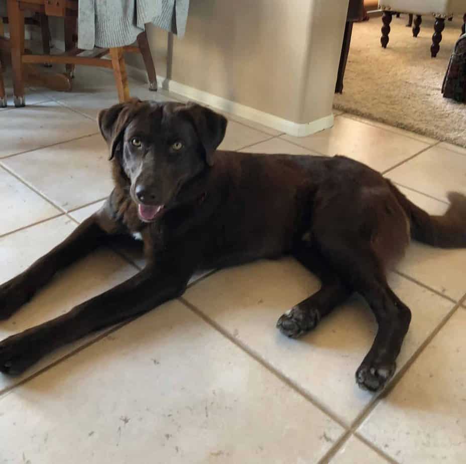 Argos, A Shelter Dog Rescue Rescuing dogs throughout New Mexico