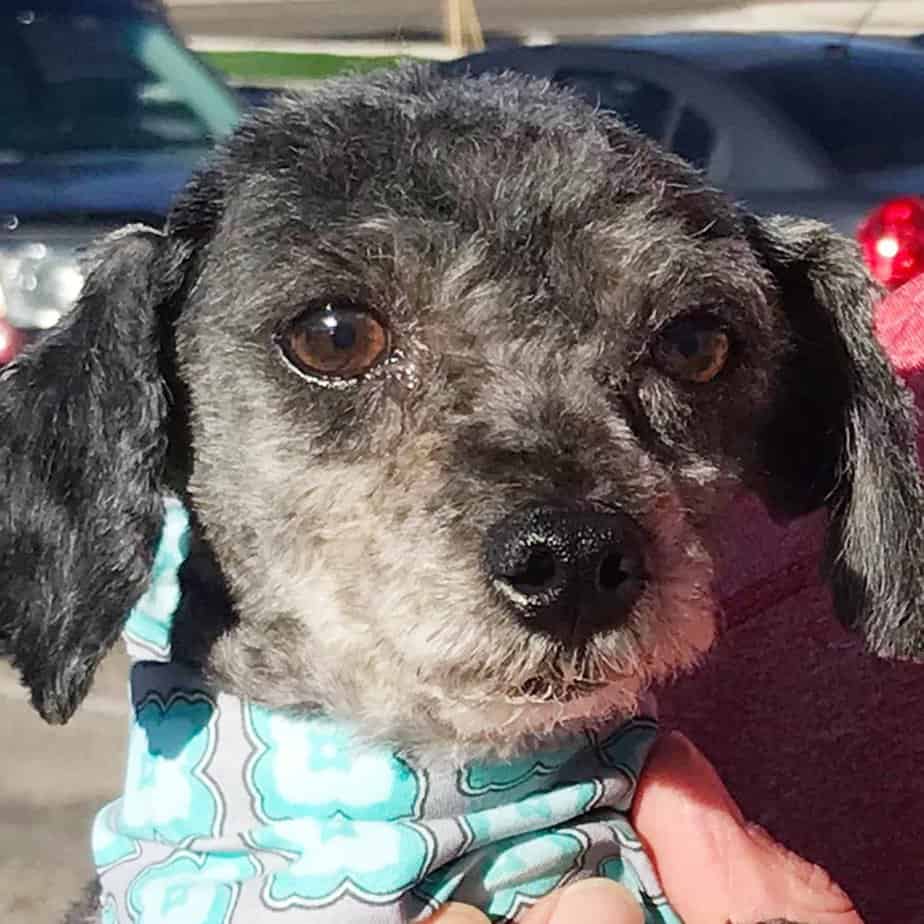 Freddy Argos, A Shelter Dog Rescue