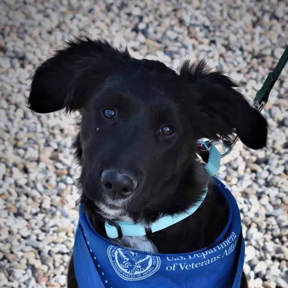 Fish Argos, A Shelter Dog Rescue