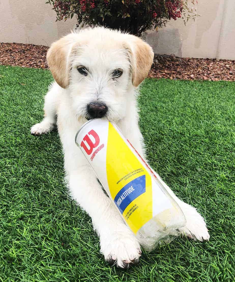 Bailey Argos, A Shelter Dog Rescue