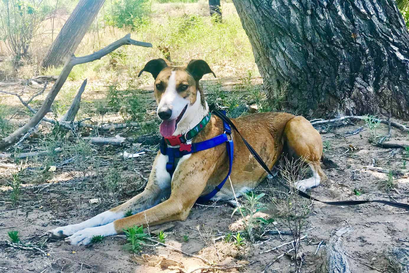 Tigger Argos, A Shelter Dog Rescue