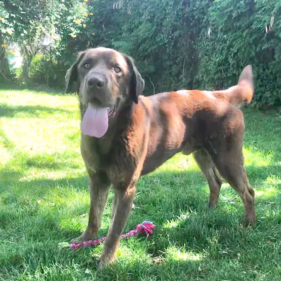 Whiskey Argos, A Shelter Dog Rescue