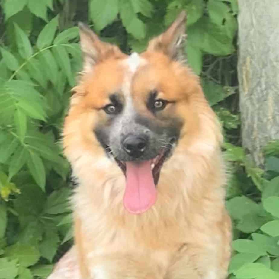 MiniCooper Argos, A Shelter Dog Rescue