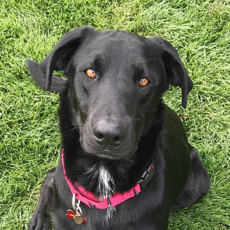 Apollo Argos, A Shelter Dog Rescue