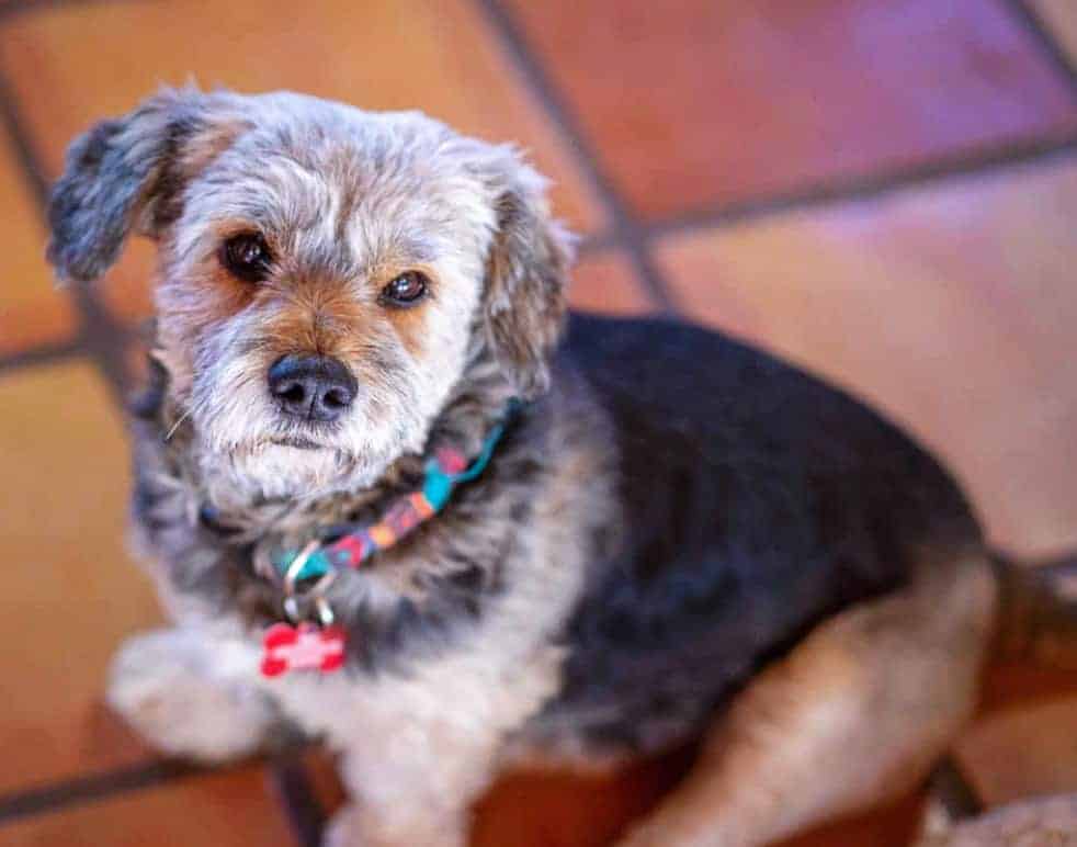 Jasper Argos, A Shelter Dog Rescue