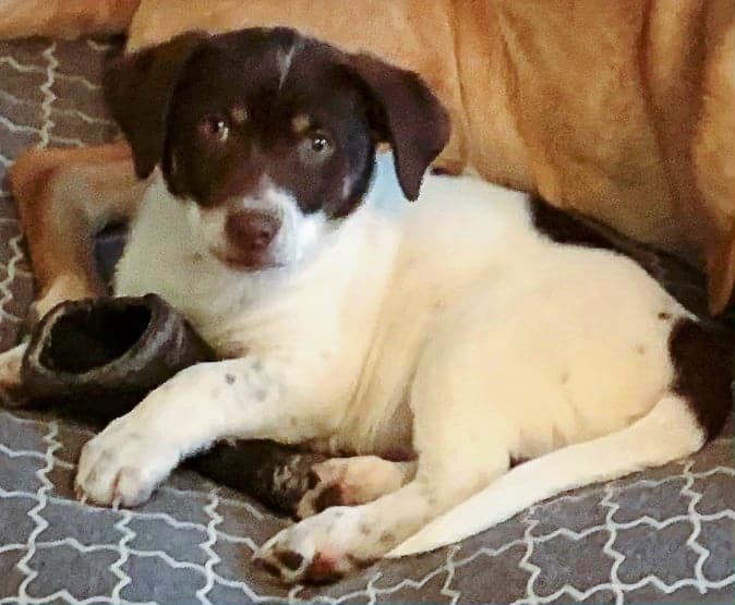 Roscoe Argos, A Shelter Dog Rescue