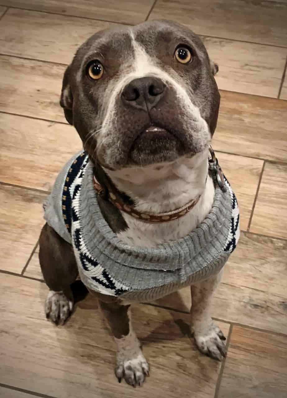 Basil Argos, A Shelter Dog Rescue