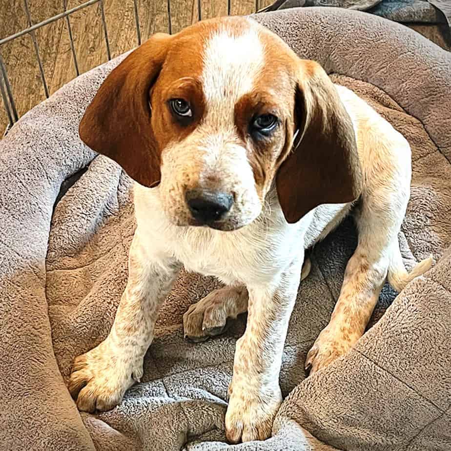 Hound Puppies (3) Argos, A Shelter Dog Rescue