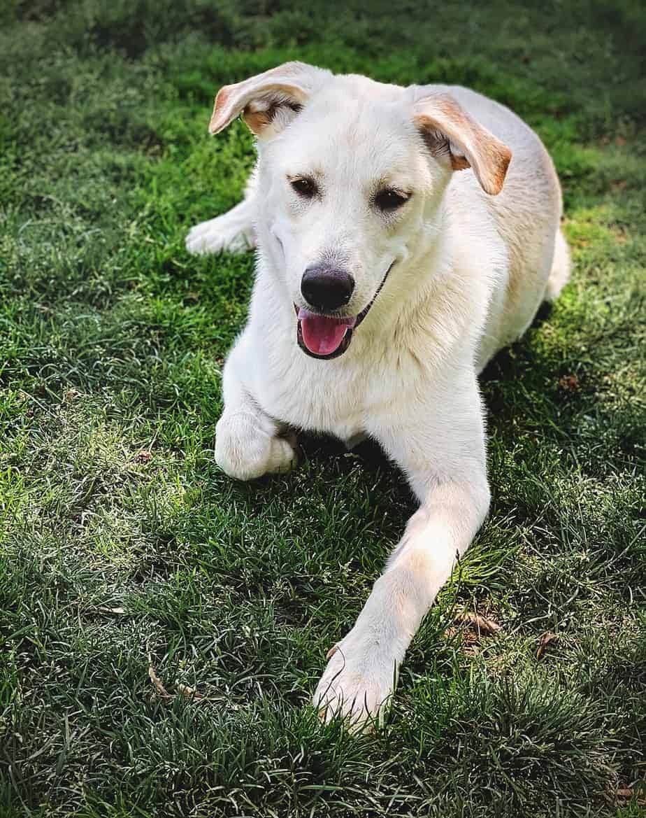 Kaylin Argos, A Shelter Dog Rescue