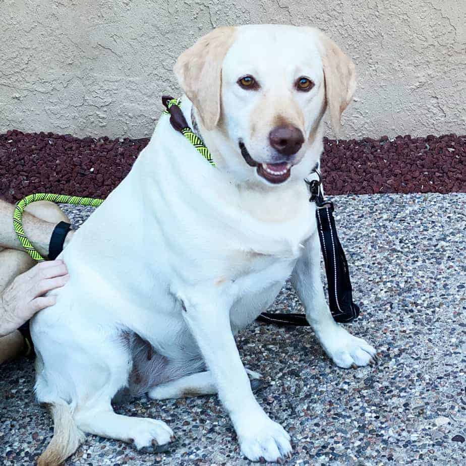 Harper Argos, A Shelter Dog Rescue